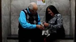 What to expect walking into a Petland (2021)
