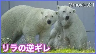 怒られたリラが逆ギレ  ホッキョクグマ親子の授乳場面