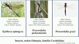 Insecto, orden Odonata, familia Corduliidae metallica arctica Somatochlora Epitheca Fuse cynosura
