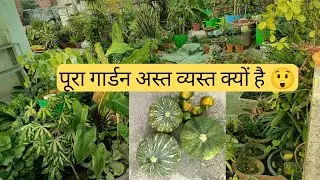 #Garden update #gardenandgardening #Diwali preparation#gardenwork#terracegarden 