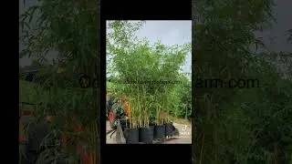 Top Privacy Hedges For Florida Climate- Tall Fast Growing Asian Lemon Bamboo 407-777-4807 Ocoee