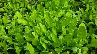 Growing Spinach🥬(Palak ki kheti) At Home👩&zwj;🌾