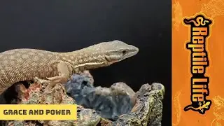 Ridgetail Monitor | Reptile Life