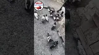 trending pigeon#birdspecies #shortvideo #fancypigeon #corbett #uttrakhnd