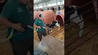 Inside big dairy farms, the calves are kept separate from their mothers in this way