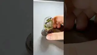 Tiny Glass Dome House #miniature #house