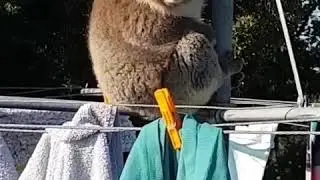 Thats not a gum tree!