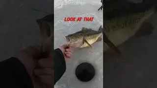 FAT BASS on a Tip-Up 🧊🎣