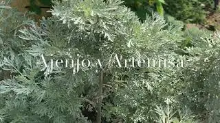 La planta del Ajenjo y Artemisa no son iguales,🌱Sirven para diferentes enfermedades.