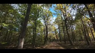 Autumn Forest Walk #1 #nature #autumn #relax #forest #relaxing #asmr #walking