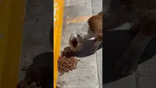 ME ENCONTR&Eacute; ESTE CHAPARRITO #ayuda #perros