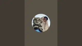 Mountain Cats Sanctuary is live! New Year day 2026