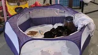 The Perfect Portable Puppy Play Pen! Plus Sanitation supplies!!! #teacuppuppies #petsupplies #cute