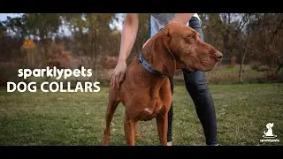 NEW SparklyPets Heavy-duty Dog Collar with Handle