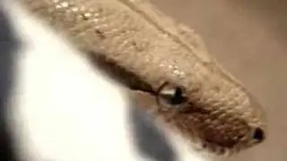 Boa Constrictor Imperator