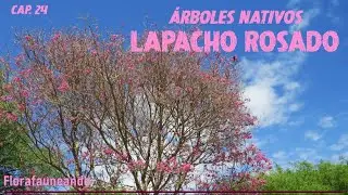 Native Trees of Argentina - Pink trumpet tree, (Handroanthus impetiginosus) - Chapter 24