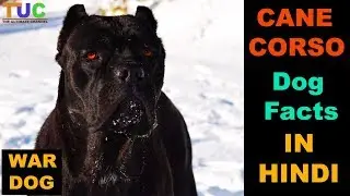 Cane Corso Dog Facts In HINDI : Popular Dogs : TUC : The Ultimate Channel