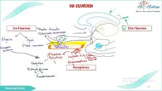 TEMA 18 NEUROANATOMIA (Vía Olfatoria)