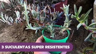 3 SUCULENTAS SÚPER RESISTENTES | Carpobrotus edulis, Ruschia uncinata y Malephora crocea (Corregido)
