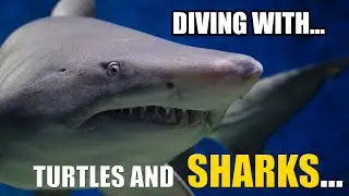 Scuba Diving with SHARKS 🦈// Byron Bay (Australia) Magic Julian Rocks ✨