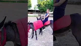 Funniest Donkey Ever! Donkey Training the fun way! 572