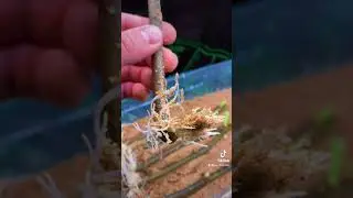 Как укоренить растения и черенки самым простым способом! Потрясающие результаты!