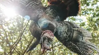 Turkey Hunting WI | Late Season Success!