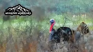 Texas Turkey Hunting | Stevens 301 Turkey | Sightmark Wolverine Red Dot | Verdict Ammunition