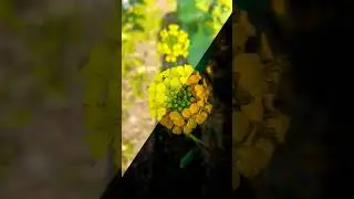 Nature photo edit #edit #naturephotography #editing toturial