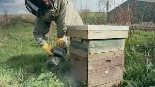 Hive Mind - Post Winter Bee Check