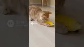 Corn Cob Runner: Cat Uses a Cob of Corn as a Hamster Wheel!