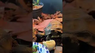 Baby tortoises meet for the first time #tortoise #cutetortoise #babytortoise
