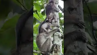 16 09 24 #babymonkey #Amazing #OMG #cutebabymonkey #baybeymonkey  #babyanimal #monkeysamboy
