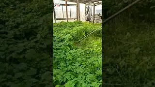 Почему не стоит выкапывать скошенное удобрение осенью #шорты