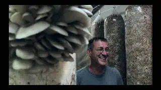 WILD ENOKI Mushrooms? How Enoki Grow Long Stems Winter Mushroom - Organic Mushroom Farm [Part 8]