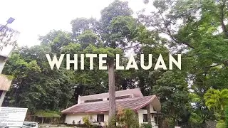 White Lauan (UPLB Centennial Heritage Trees)