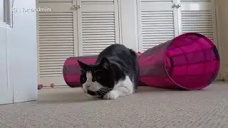 Cat Butt Wiggle Compilation Video | 4K