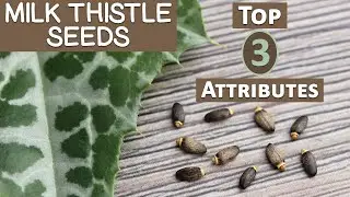 Top 3 Healthful Attributes of Milk Thistle Seed