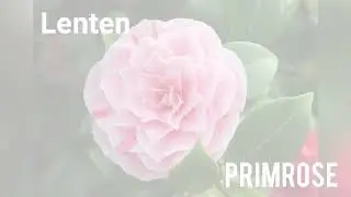 Top 15 Winter Flowers With Name