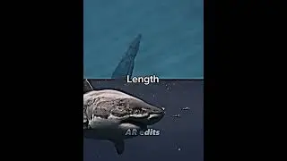 Ending animal debates #1v1 #wildlife #animal #animalvsanimal #shorts #viral #prehistoricanimals