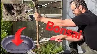 Van tuinboom tot bonsai : Populier radicaal gesnoeid en verpot