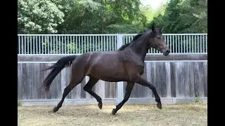 Mandy (Morricone x Florestan I x Ehrentusch)