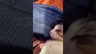 😂😂cats funny things😂😂✨#mimori #amazing #viarltrending