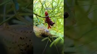 Amano Shrimp &ndash; Are You FEEDING Them Enough?