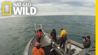 Fish Marks the Spot | Fish Wars