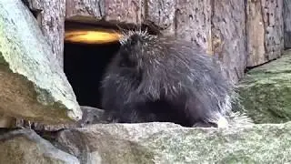 Spielstunde bei Mama Baumstachler und ihrem Kind im Tierpark Berlin  21 06