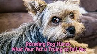 Decoding Dog Stares: What Your Pet is Trying to Tell You #dog