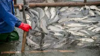 Fish feed and grow | fish farming business in pakistan | catfish baby feed | Entertainment World