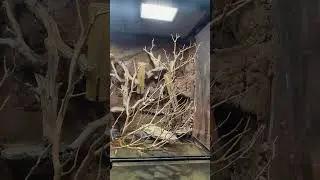 Paludarium build part. 4 - comment your stocking choices below #paludarium