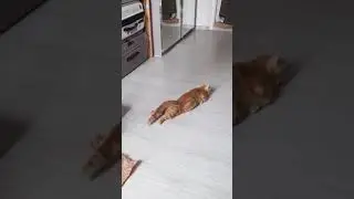 Смешные котики и собачки 🐾 / Funny Animal Moments 2025 | Угарные пушистики для всех🐱🐶#shorts